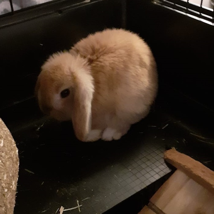 Binky