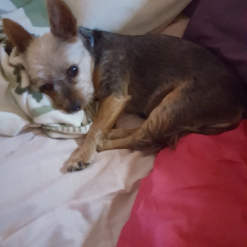 Beau - Heather, Dudley