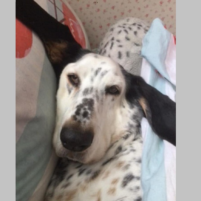 Beau - Heather, DudleyBertie - Julie Edwards