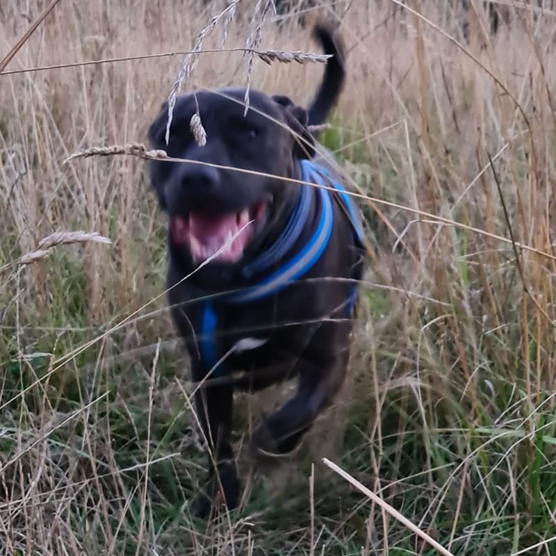 Bertie Boy - Emma Pugh