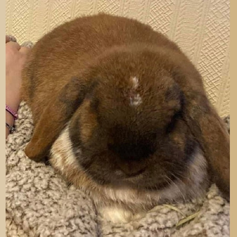 Bigchungus
