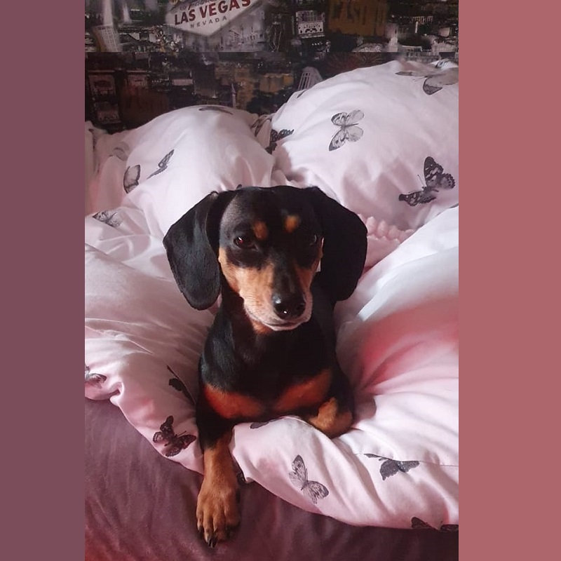 Beau - Heather, Dudley