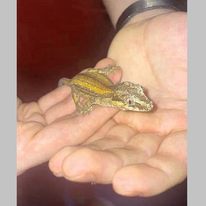 Commando (gargoyle gecko) - Daisy Anne Williams