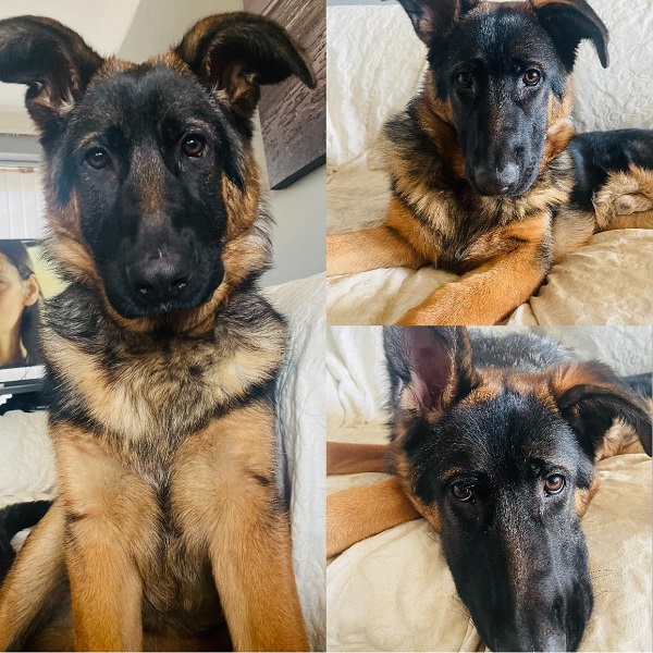 Dexter