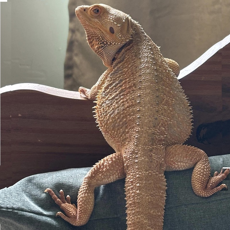 Gizmo the bearded dragon