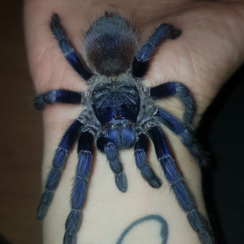 Indie - Brazilian blue bird-eating tarantula