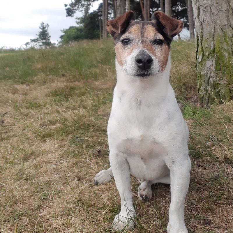 Beau - Heather, Dudley