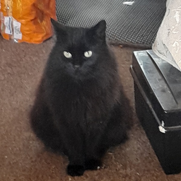 Kitty