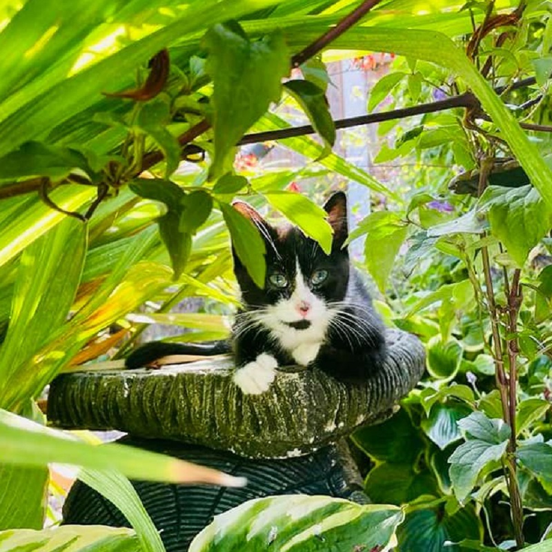 Klaus