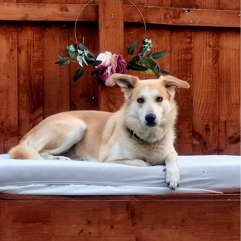 Kodi