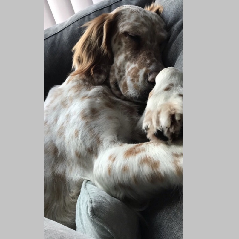 Kodi
