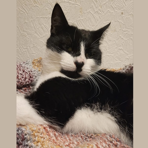 Loki
