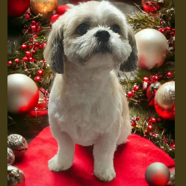 Mitzy