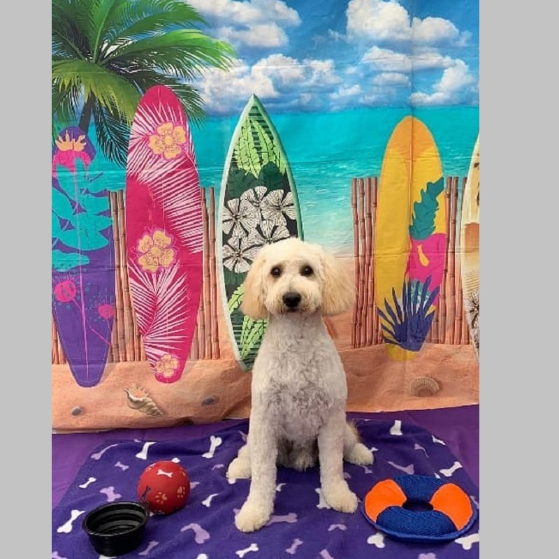 Monty - cockapoo