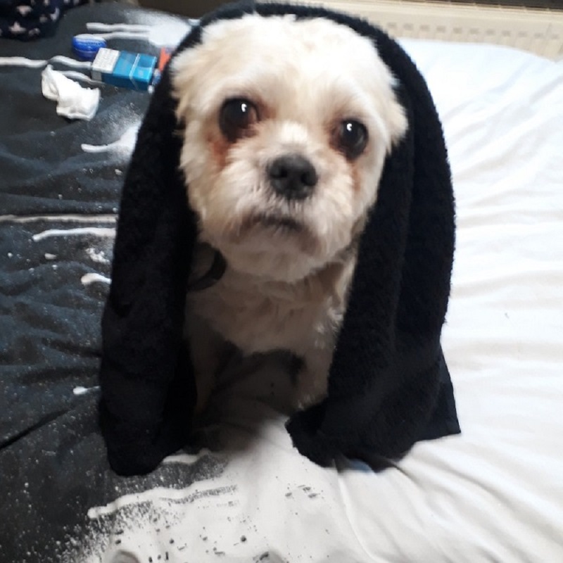 MooMoo