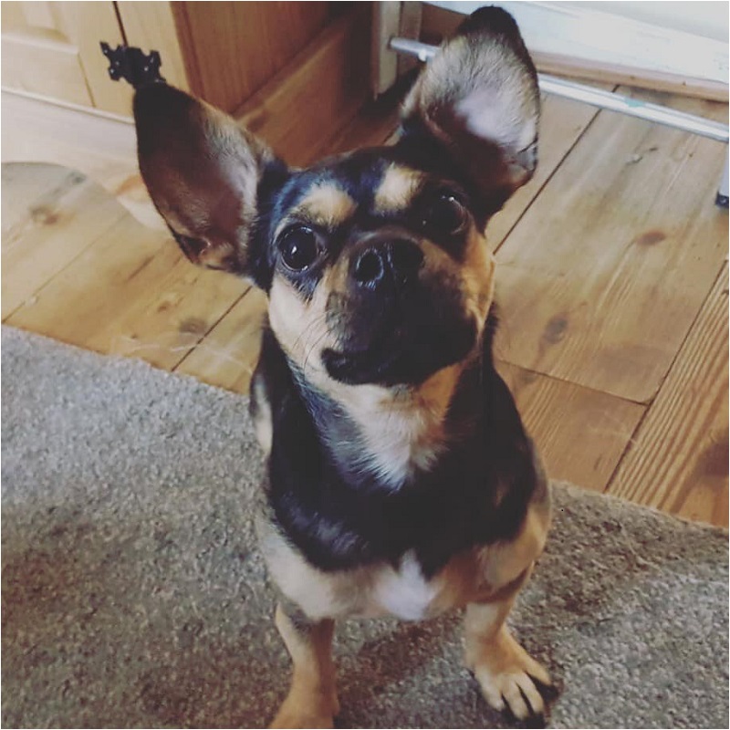 Kodi