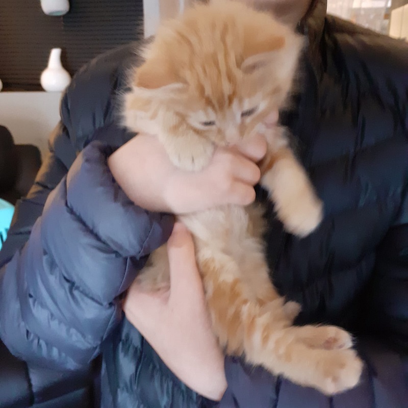Oscar