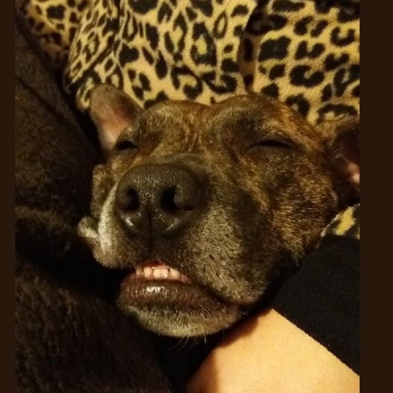 Kodi