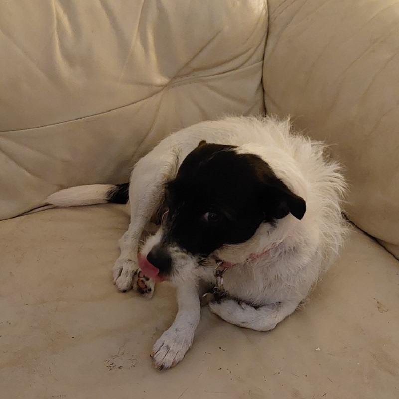 Kodi