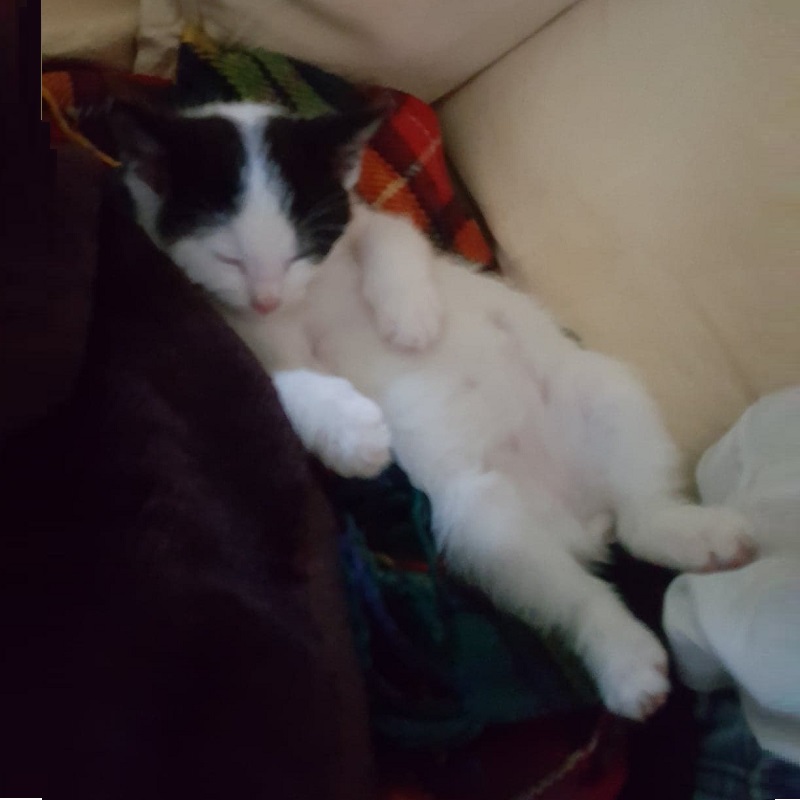 Kodi