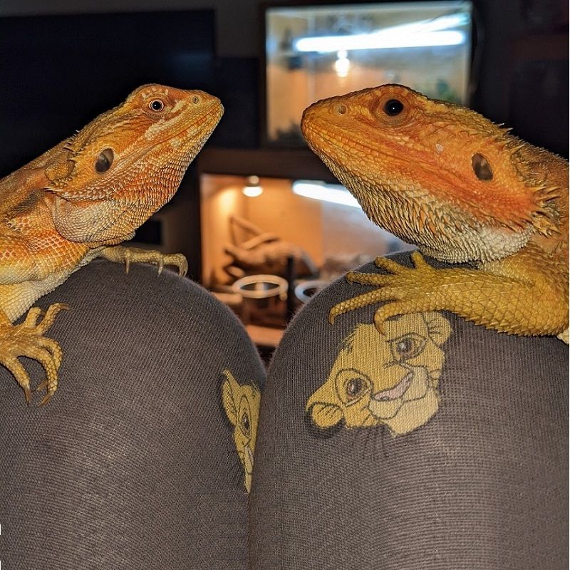 Buddy and Chicken - Bearded Dragons