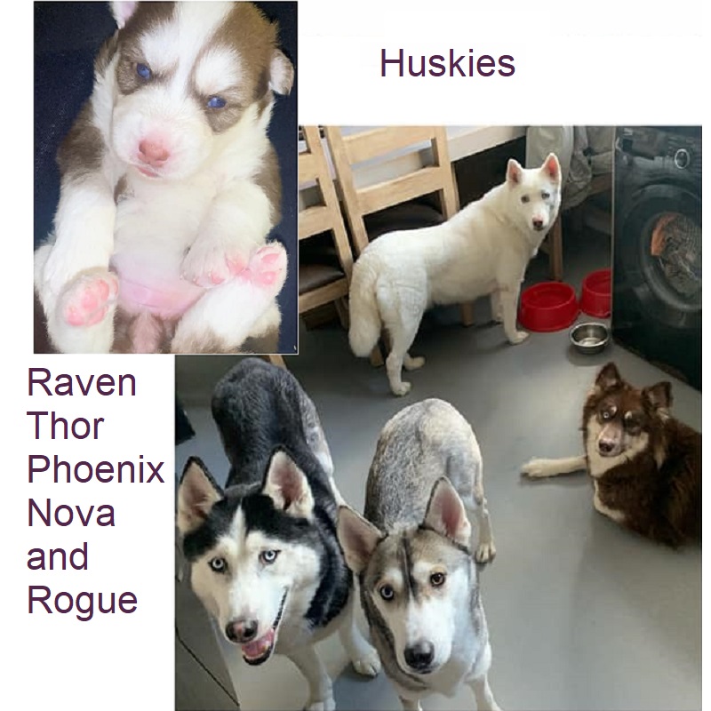 Huskies