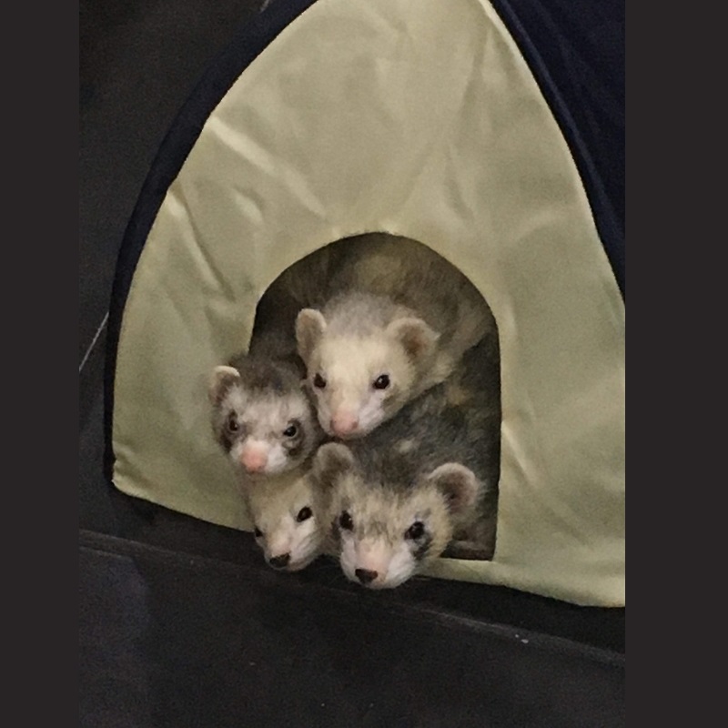 Noris Boris Floris and Doris