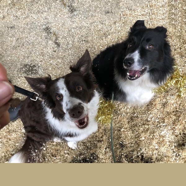 Oscar and Lunar