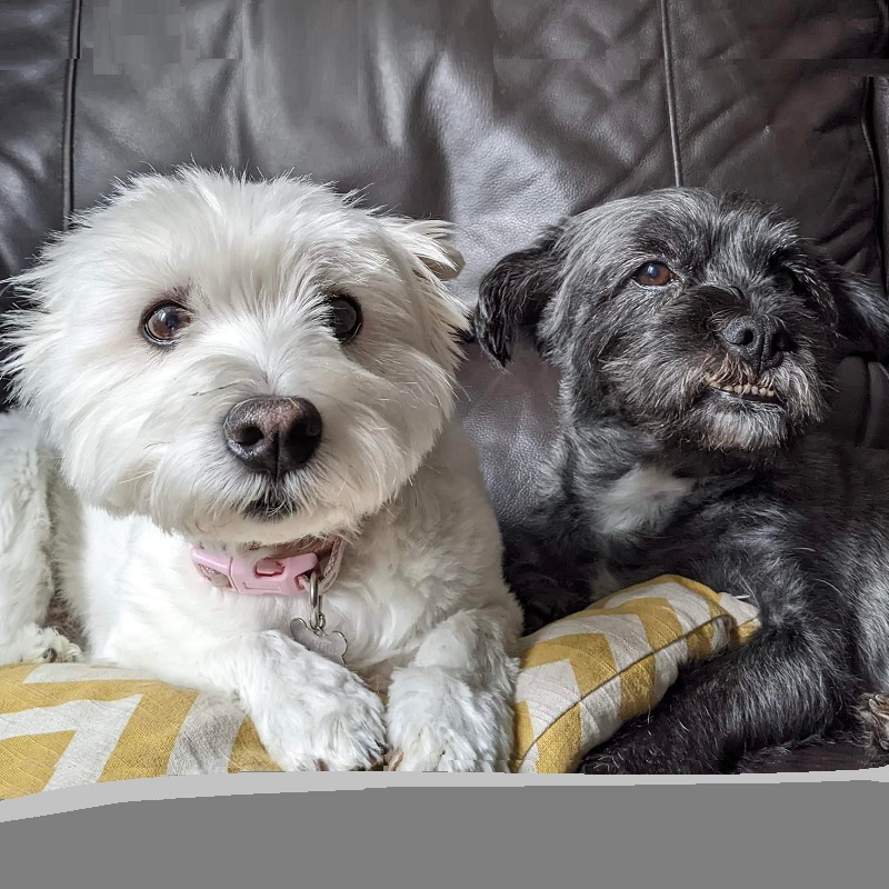 Noris Boris Floris and Doris