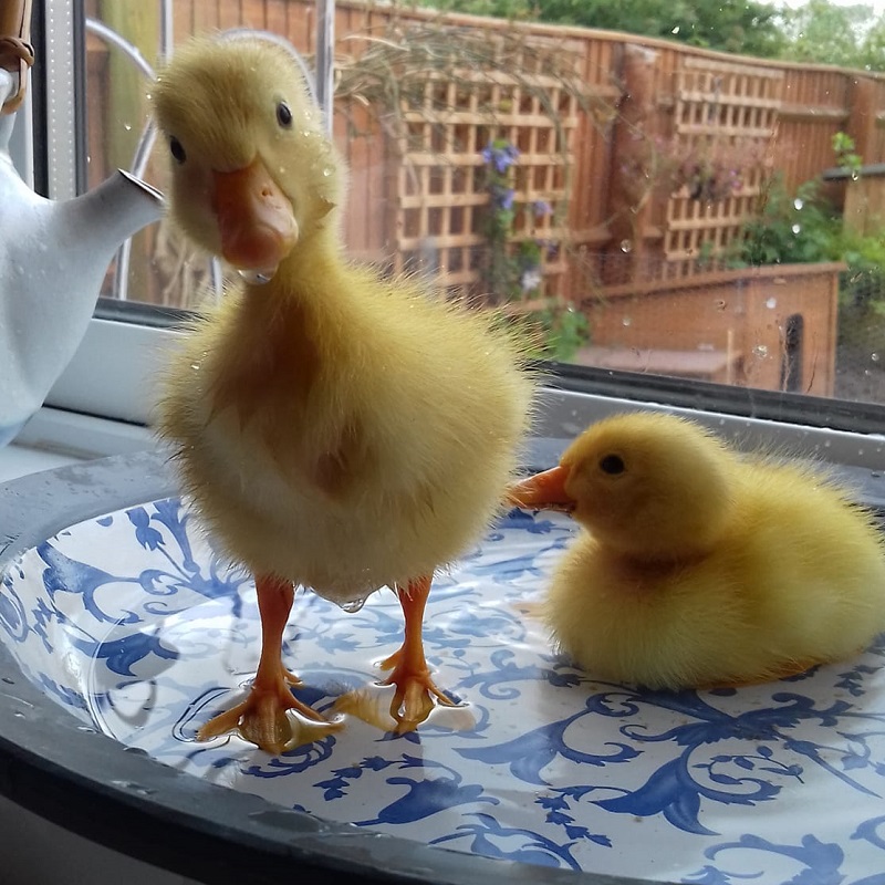 Spud and Sprout ducklings