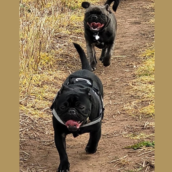 Vader and Chief